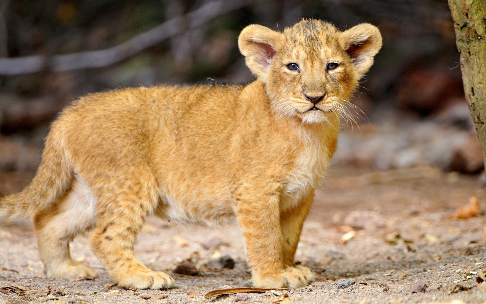 thats_a_cute_little_lion_cub-1920x1200.jpg